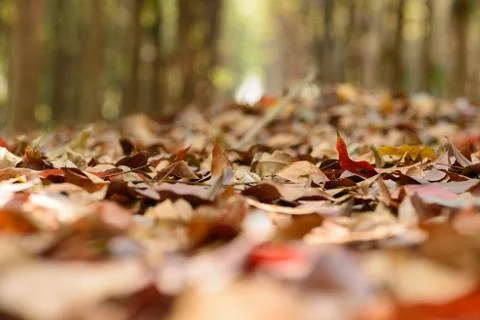 Dry leafs in forest Stock Photos