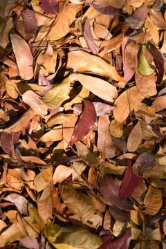Dry leafs on the ground Stock Photos