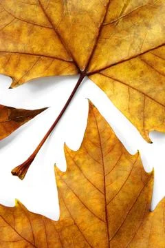 Dry leafs Stock Photos