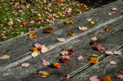 Dry leafs Stock Photos