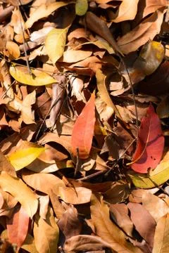 Dry leafs Stock Photos