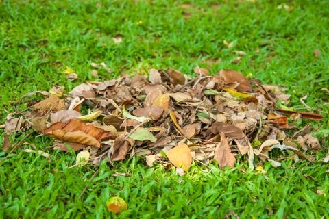 Dry leafs Stock Photos