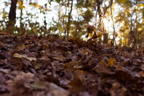 Dry leafs Stock Photos
