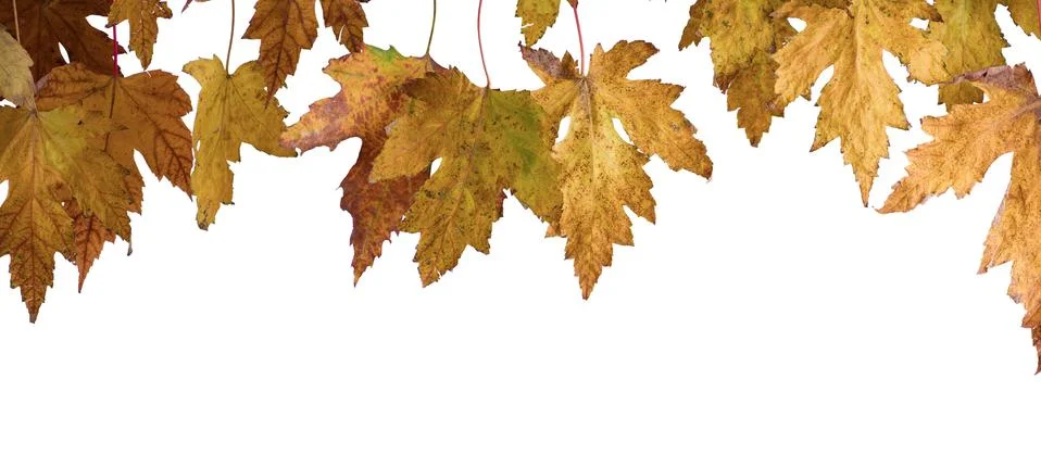 Dry leafs Stock Photos