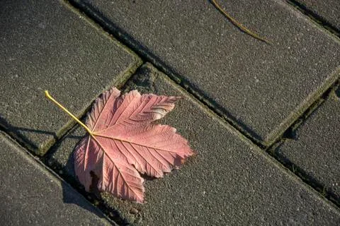 Dry leave on the ground Stock Photos
