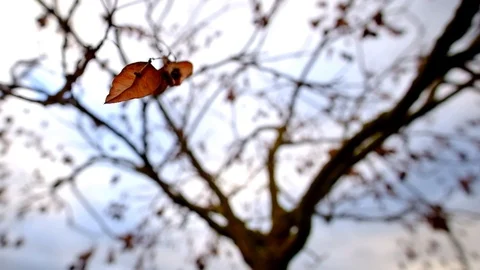 Dry leave moving in the wind with the blurred tree almost naked at the Stock Footage 120555232