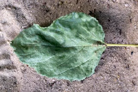 Dry leave Stock Photos