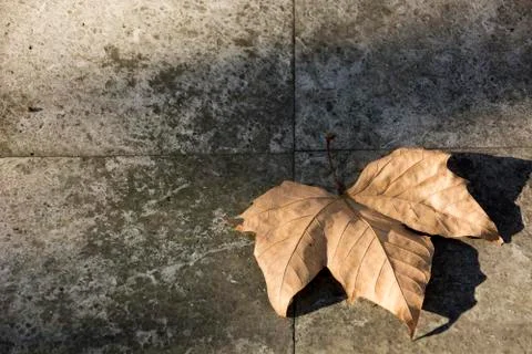 Dry leave Stock Photos