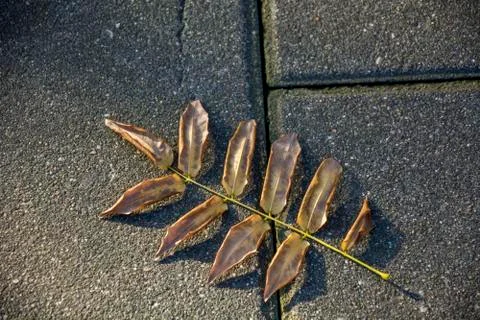 Dry leave Stock Photos