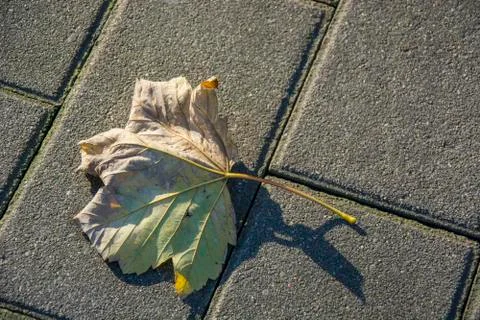 Dry leave Stock Photos