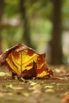 Dry leave Stock Photos