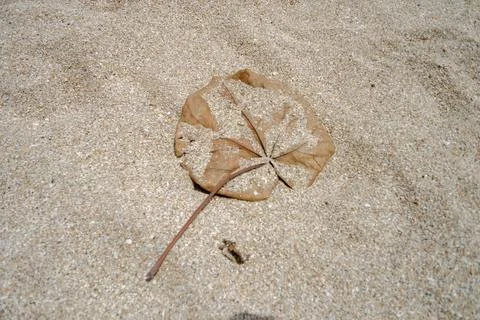 Dry leave Foto stock