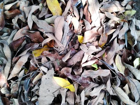 Dry Leaves 1 Stock Photos