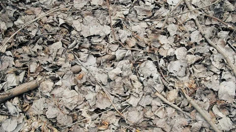 Dry Leaves And Branches, Background Stock Footage 96656809