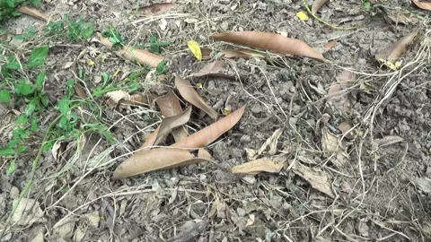 Dry leaves and grass Stock Footage 203879577