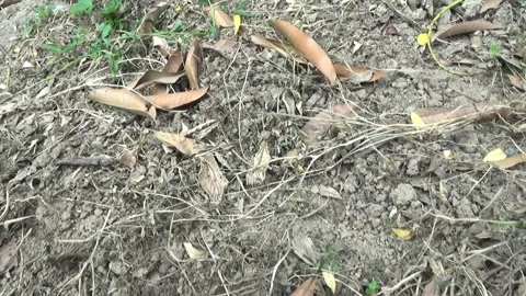 Dry leaves and grass Stock Footage 203880657