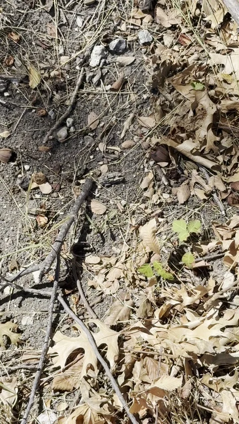 Dry Leaves and Mulch Ground Texture Stock Footage 346075050