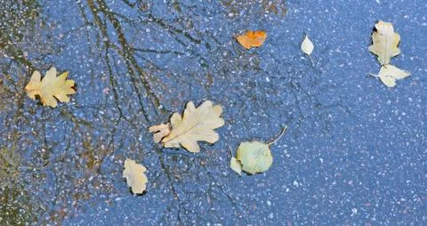 Dry leaves and reflection of a half-naked tree in water. Stock Photos
