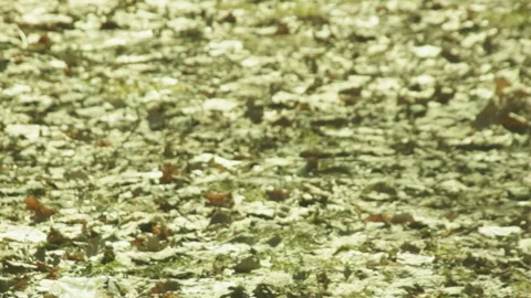 Dry leaves and river Stock-Footage 88286066