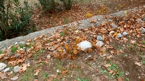 Dry Leaves and Wind Drone Shot Stock Footage 145689728