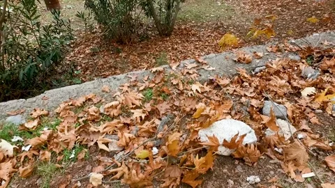 Dry Leaves are Moving with Wind Stock Footage 145684237
