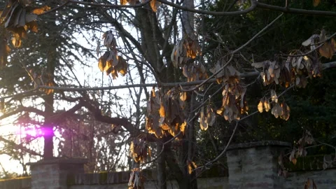 Dry leaves in autumn on the tree backlight in winter. Video stock 152894904