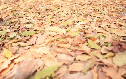 Dry leaves for a background image. Stock Photos