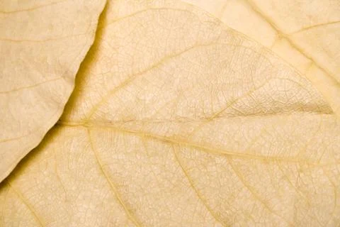 Dry Leaves Background Foto stock