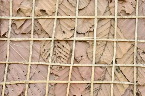 Dry leaves background Stock Photos