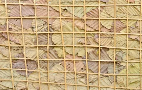 Dry leaves background Stock Photos