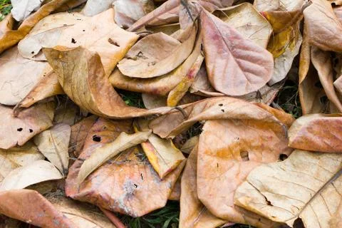 Dry leaves background Foto stock