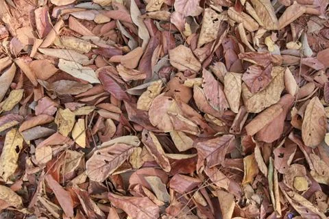 Dry leaves background. Foto stock