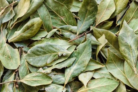 Dry leaves background Stock Photos