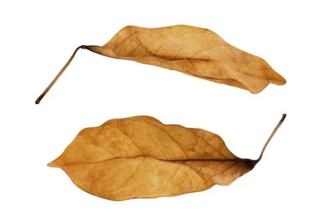 Dry Leaves Background Stock Photos