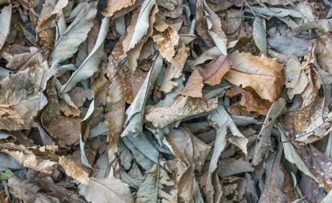 Dry leaves background Stock Photos
