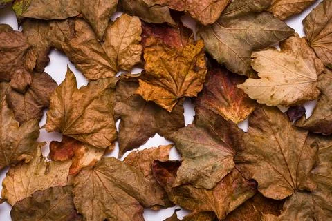 Dry leaves background Stock Photos