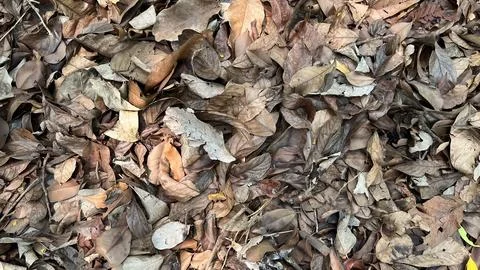 Dry leaves background Stock Photos
