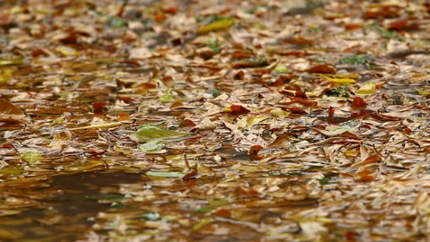 Dry leaves  background with rain dropping  , Chiangmai Thailand   Stock Footage 136153300