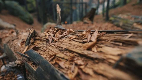 Dry leaves on the bark of a tree in the forest autumn old park texture nature Stock Footage 98609416
