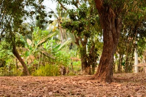 Dry leaves beneath tree trunk in tropical grove Stock Photos