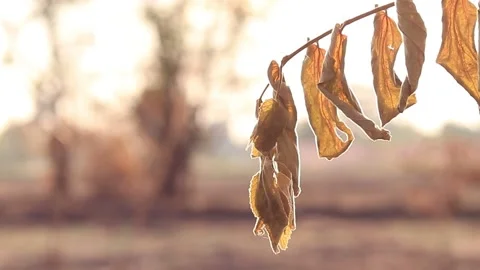 Dry leaves on blur background Stock Footage 169797345