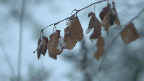 Dry Leaves, blurred background Stock Footage 122427750