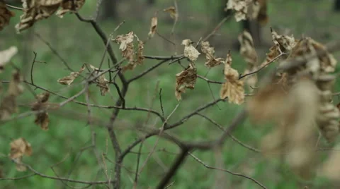 Dry leaves on a branch Stock Footage 63553656