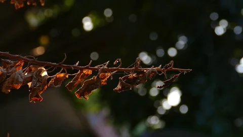 Dry leaves on a branch. Stock-Footage 74343789