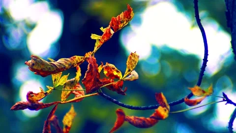 Dry leaves on a branch Stock Footage 142223291