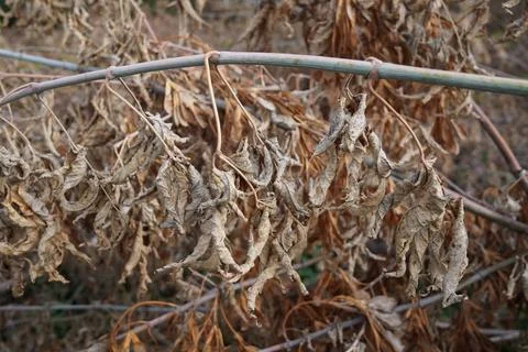 Dry leaves on a branch Stock Photos