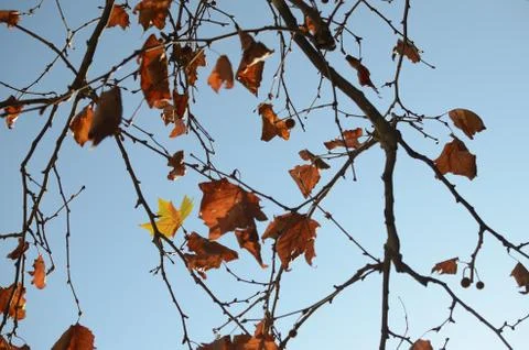 Dry Leaves on Branches Stock Photos