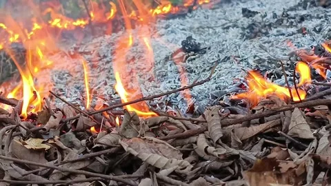 Dry Leaves Burning with Fire – Close Up Natural Flame Texture Background Stock Footage 333690999