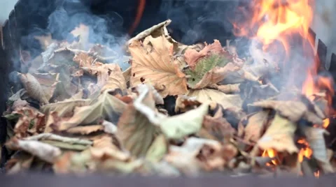 Dry leaves burning Vídeo Stock 43212958