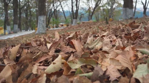Dry Leaves Carpet Stock Footage 293415464
